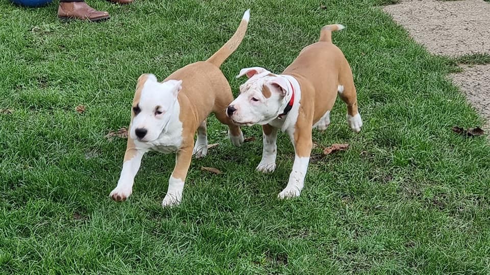 Nos jumelles, Shadow et Guess