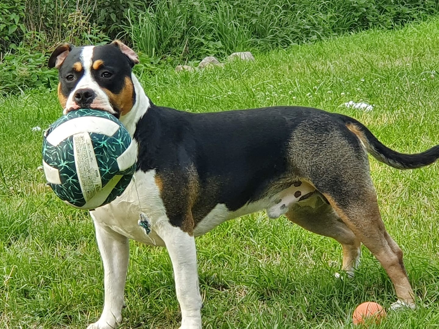 Paco