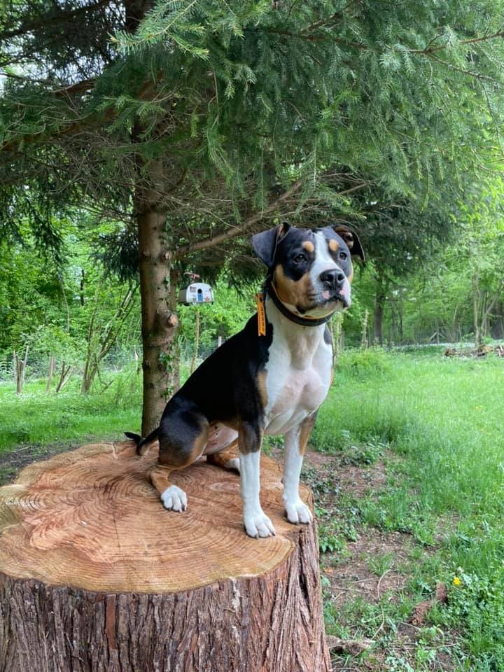 Phoebe