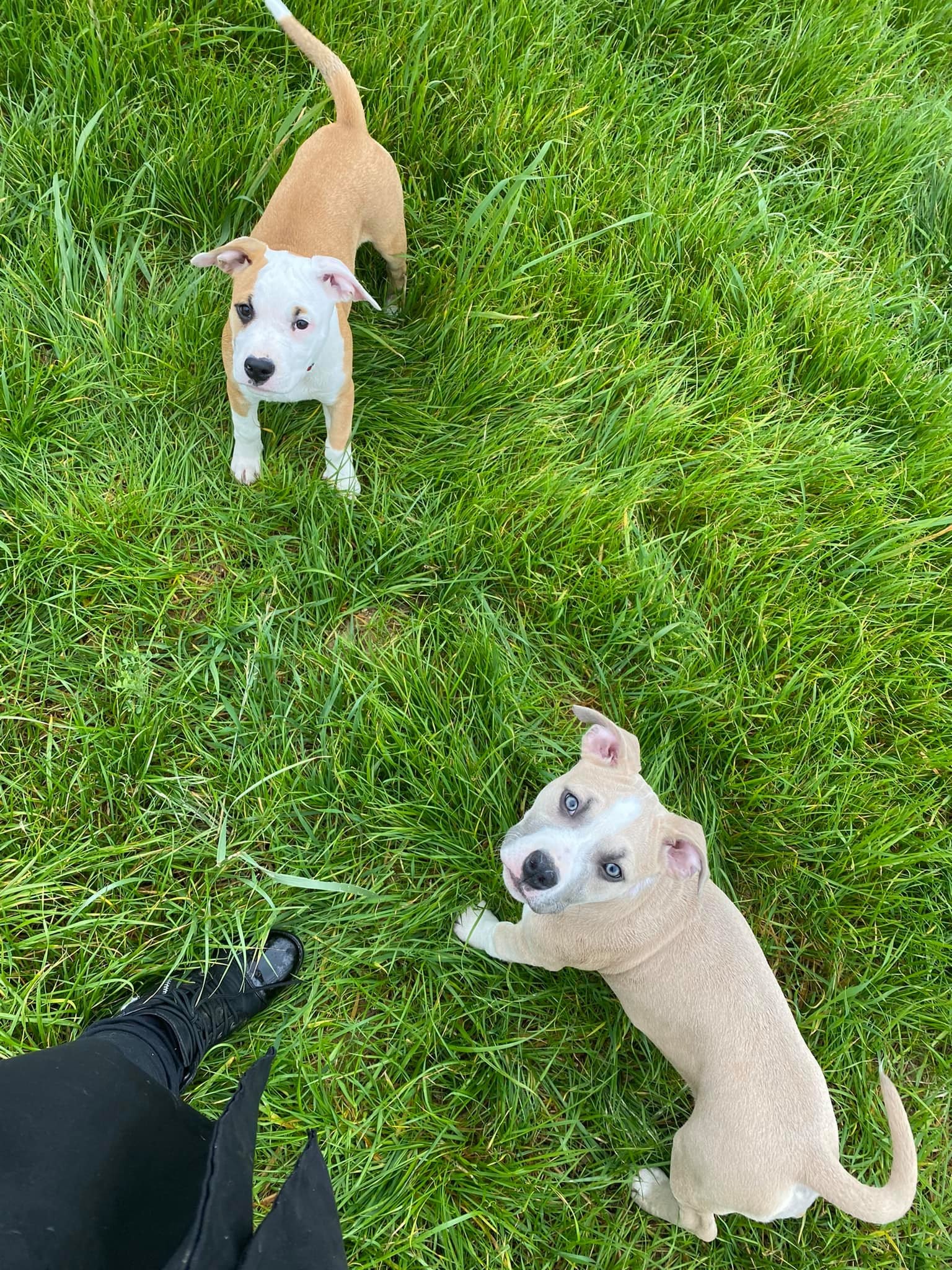 Shadow et shiba