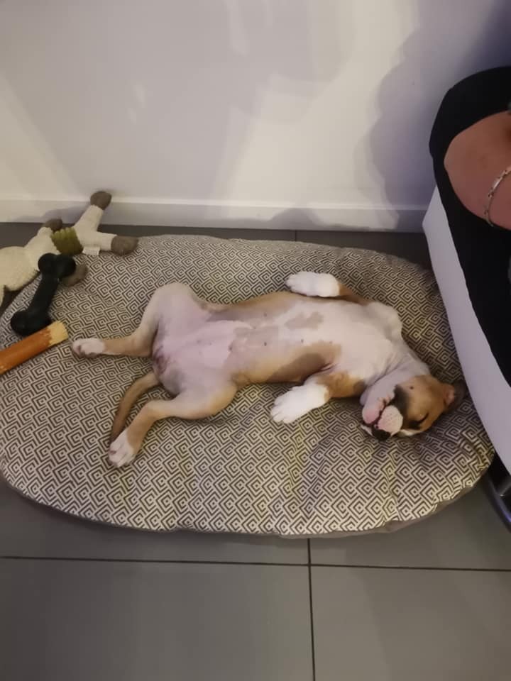 Syrah