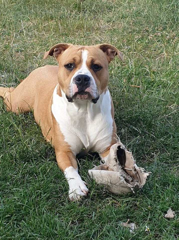 Tazz