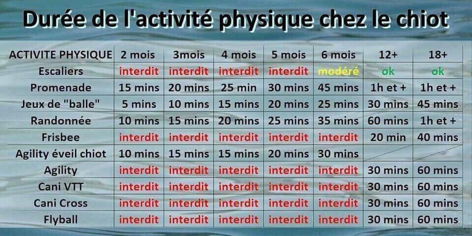 Duree activite physique chiot