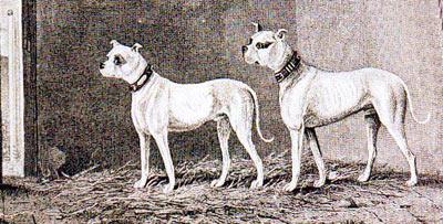 Origine amstaff